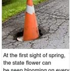 The State Flower