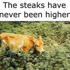 The Steaks