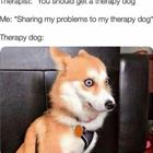 Therapy Dog