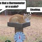 Thermometer Or Scale