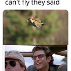 They Cannot Fly