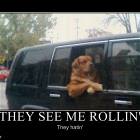 They See Me Rollin
