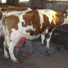 Thirsty And Impatient