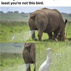 This Bird