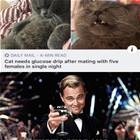 This Cat