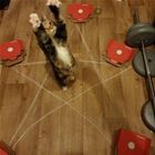 This Cat Gets It