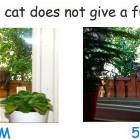 This Cat