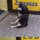 This Dog