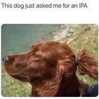 This Dog
