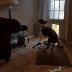 This Dog