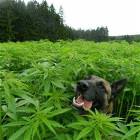 This Dog Is Having A Great Day