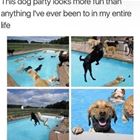 This Dog Party