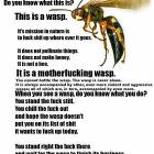 This Is A Wasp