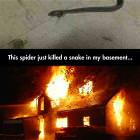This Spider Killed A Snake