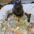 Thug Cat