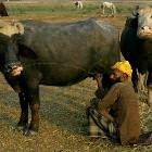 Thursty Cow