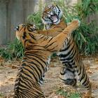 Tiger Fight
