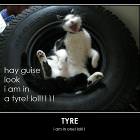 Tire Cat