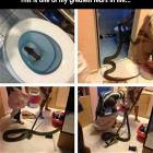 Toilet Snake