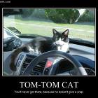 Tom Tom Cat
