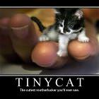 Tiny Cat