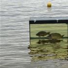 Took My Fish On A Walk