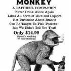 Trained Drinking Monkey