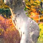 Tree Lovers