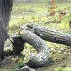 Tree Sex