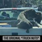 Truck Nuts