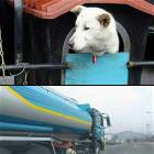 Trucker Dog