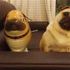 Twins