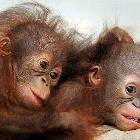 Two Little Monkeys