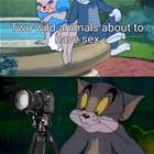 Two Wild Animals