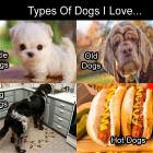 Types Of Dogs I Like