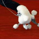 Ulgy Dog
