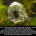 Underwater Spider