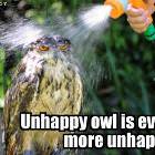 Unhappy Owl