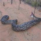 Unhappy Snake