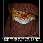 Use The Force Cat
