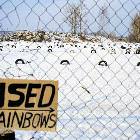 Used Rainbows