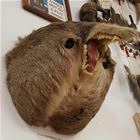 Utah Werewolf
