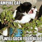 Vampire Cat