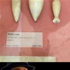 Vases