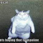 Velcro Cat