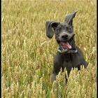 Very Appy Dog