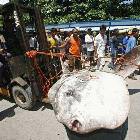 Very Large Fish