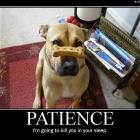Very Patient Dog