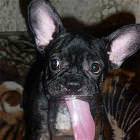 Very Thirsty Dog