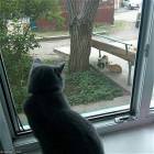 Voyeur